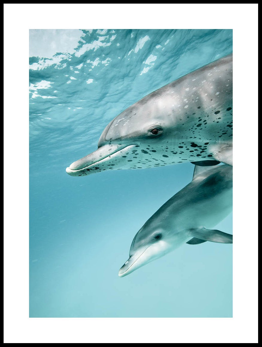 dolphins-poster-posterton