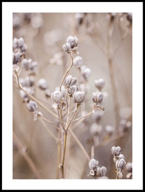 Dried Roses Poster - Posterton