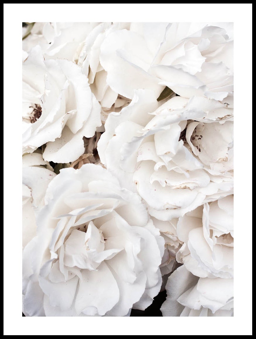 Dried Roses Poster - Posterton