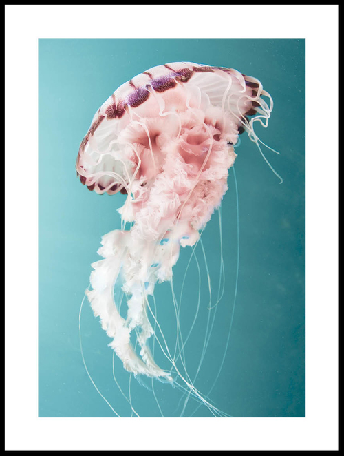 Trafikprop jogger dybt Pink Jellyfish Poster - Posterton
