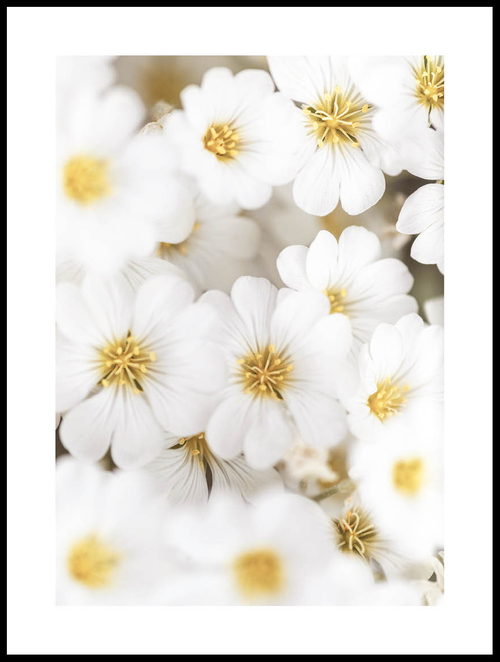 Poster de flores claras - Posterton